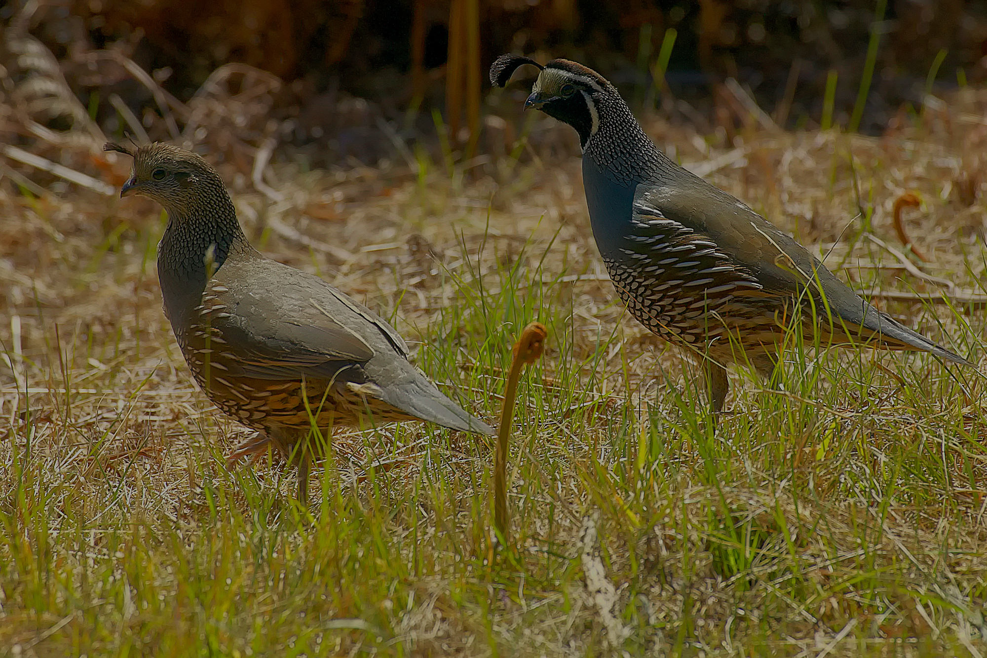 california quail, New Zealand